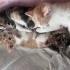 4 yavru kedimiz var sahiplendirilmek üzere