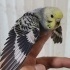 RAİNBOW TAKIM YAVRULU fotoğraf