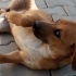Sahiplenici bir mekan koruyucu