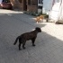 Kara kuzu'ya bakmadan geçme