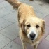 Goldena yuva arıyorum