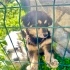 Kıvırcık tüylü terrierler yuva arıyor