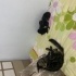 4 TANE YAVRU TEKİR KEDİ