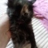 Ponçik cins  bebek kedi