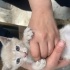 Tekir kedi yavruları
