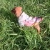 Fino yavru köpeğe yuva arıyoruz