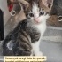 Tosun acilen yuva arıyor