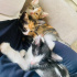 ANKARA ÇOK ACİL KEDİ SAHİPLENDİRME