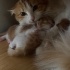 Akıllı ve titiz bir kedi istiyorsanız