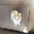 Masum,çekingen ,kucak delisi