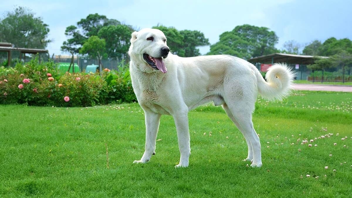 Akbaş Köpeği Özellikleri, Bakımı ve Karakteri
