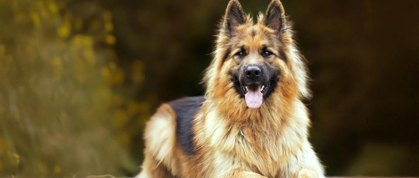 Alman Köpek Cinsleri