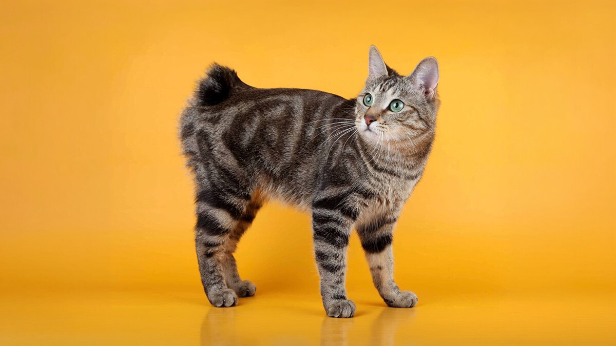 American Bobtail Kedisi Özellikleri, Bakımı ve Karakteri