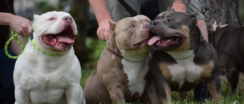 American Bully Köpeği Özellikleri, Bakımı ve Beslenmesi