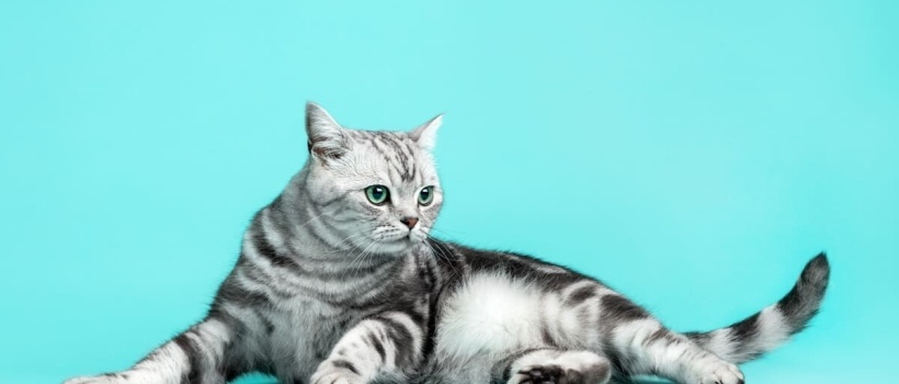 American Shorthair Özellikleri, Bakımı ve Beslenmesi