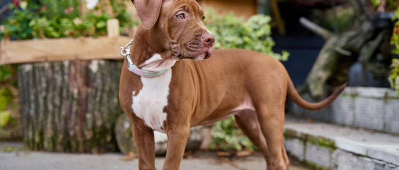 Amerikan Pitbull Terrier Köpeği Özellikleri, Bakımı ve Beslenmesi
