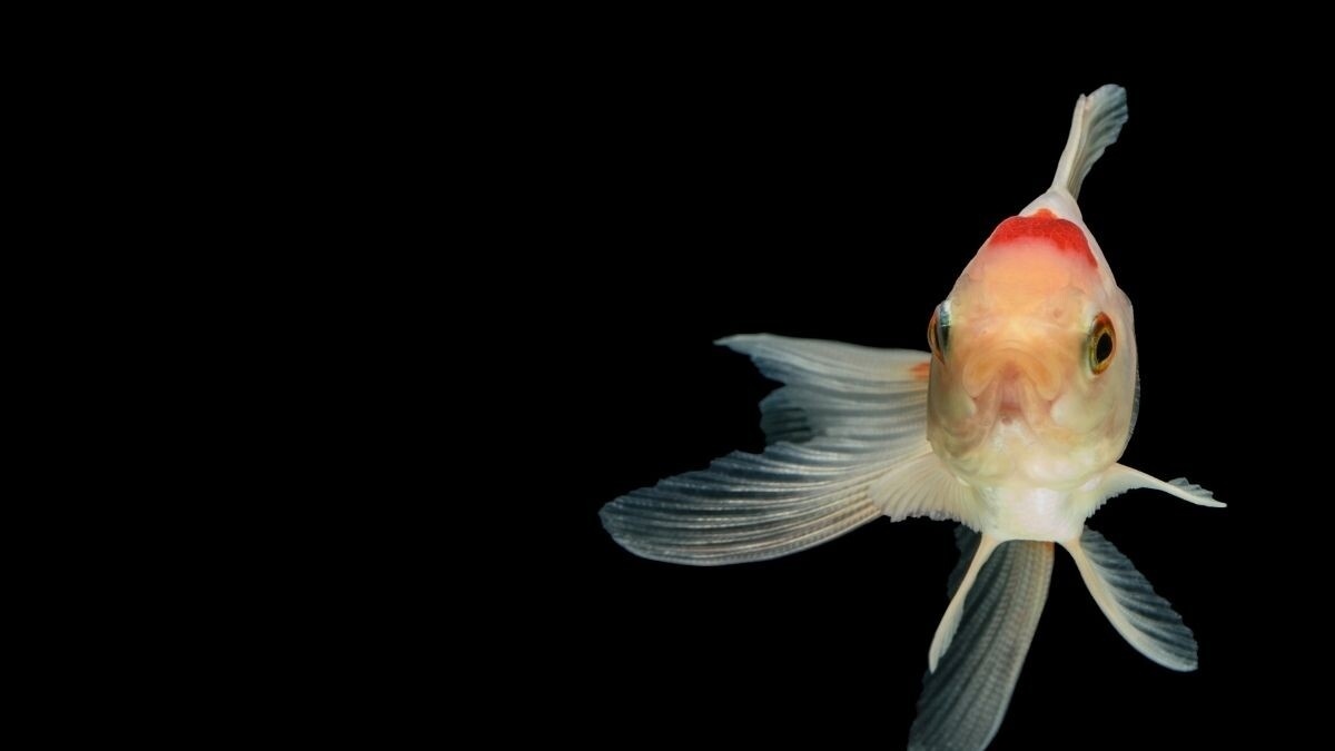 Balıkların Karnı Neden Şişer?