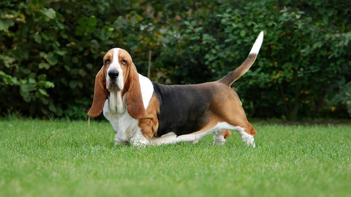 Basset Hound Köpeği Özellikleri, Bakımı ve Karakteri