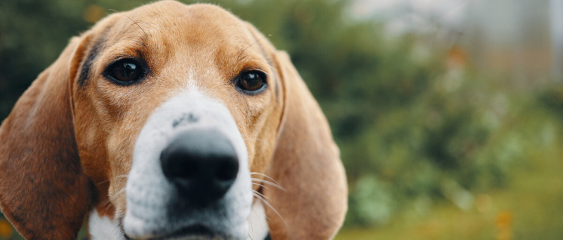 Beagle Köpeği Özellikleri, Bakımı ve Beslenmesi