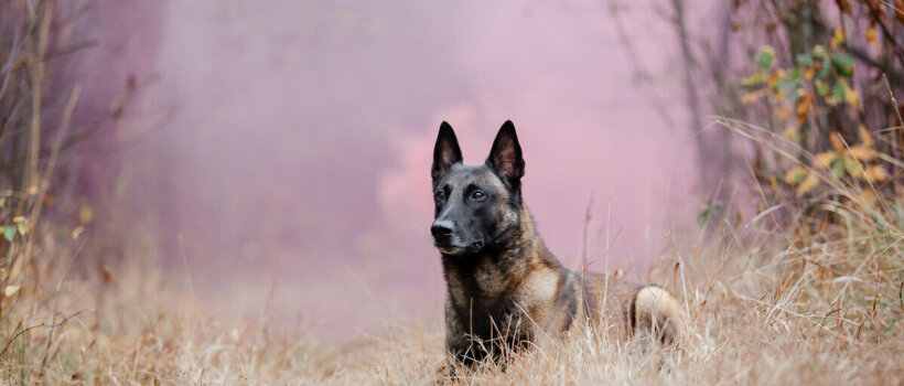 Belçika Kurdu (Malinois) Özellikleri, Bakımı ve Beslenmesi