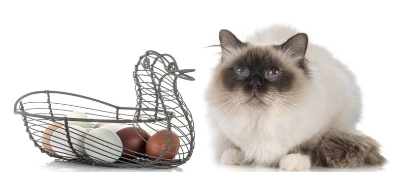 Birman Kedisi Özellikleri, Bakımı ve Beslenmesi