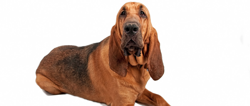 Bloodhound Köpeği Özellikleri, Bakımı ve Beslenmesi