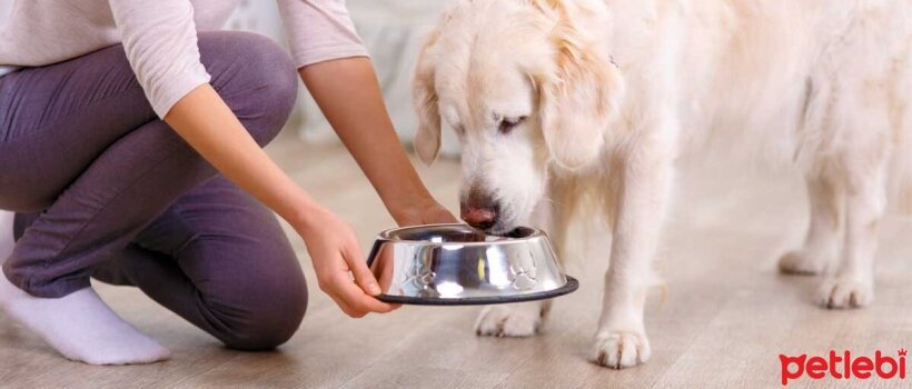 Böbrek Hastalığı Olan Köpekler için Sağlıklı Beslenme