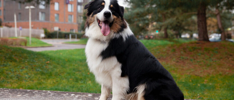 Border Collie Köpeği Özellikleri, Bakımı ve Beslenmesi