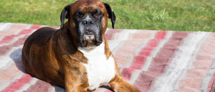 Boxer Köpeği Özellikleri, Bakımı ve Beslenmesi