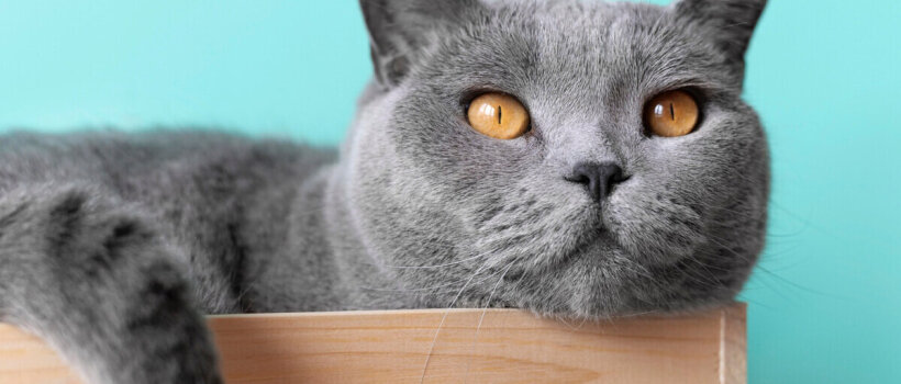 British Shorthair Kedisi Özellikleri, Bakımı ve Beslenmesi