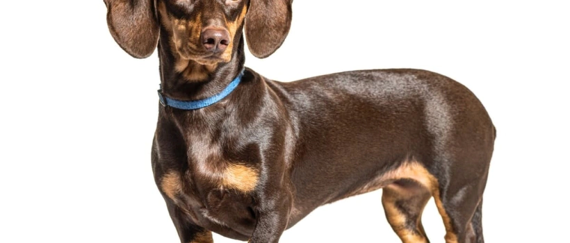 Dachshund (Sosis Köpek) Irk Özellikleri, Bakımı ve Beslenmesi