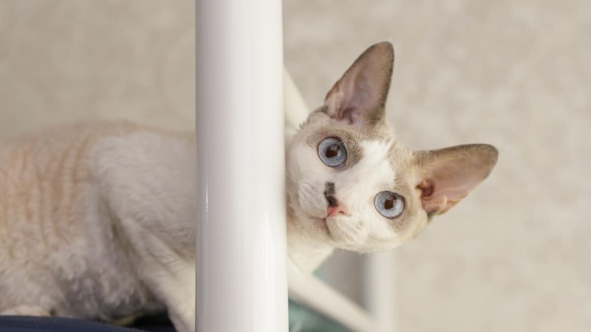 Devon Rex Kedisi Özellikleri, Karakteri ve Bakımı
