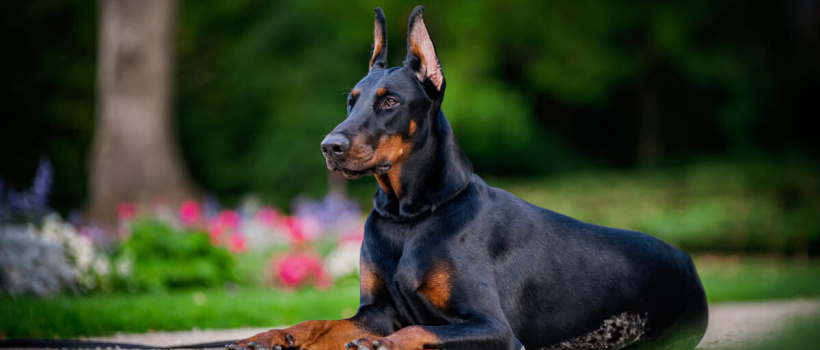Doberman Pinscher Köpeği Özellikleri, Bakımı ve Beslenmesi