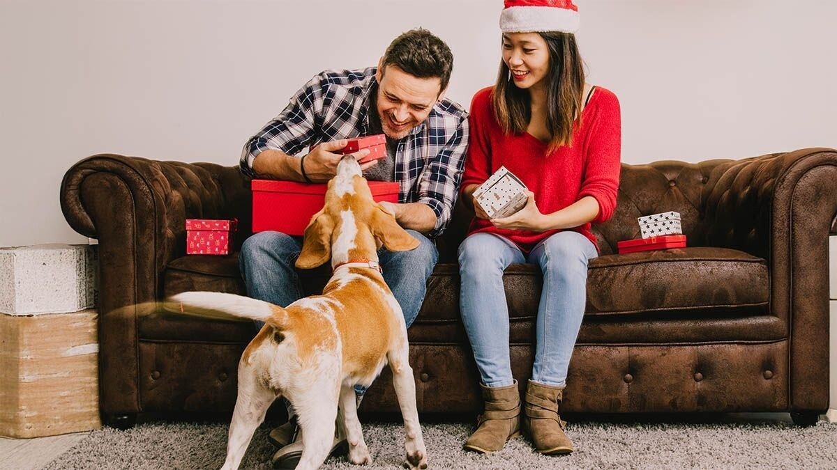 Eğitim, Enerji ve Aktivite: Köpek ve Sahiplerinin Hayatını Kolaylaştıran 2025 Yılbaşı Hediyeleri