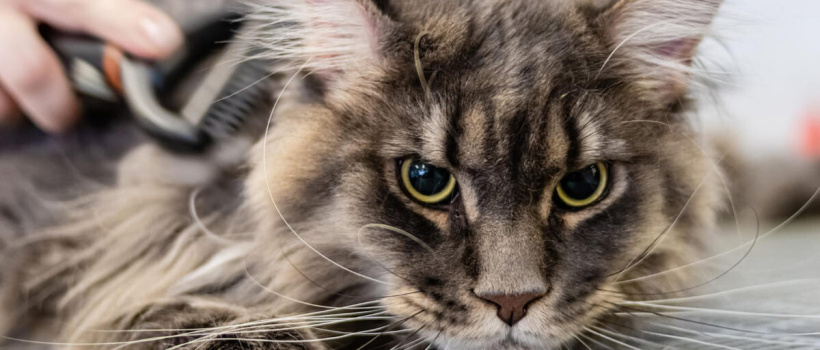 Uzun Tüylü Kedi Cinsleri ve Özellikleri