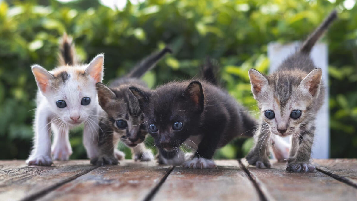 Evde Beslenecek Bakımı Kolay 10 Ev Kedisi Cinsi