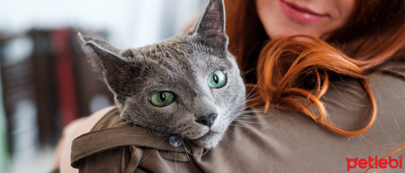 Evde Kedi Bakımının Temelleri: Kedilerin Günlük İhtiyaçları