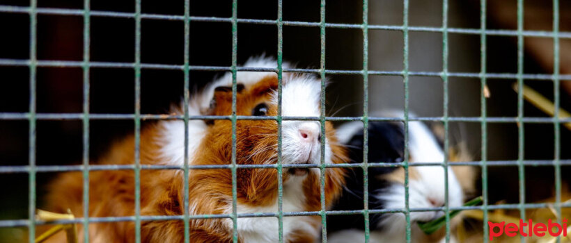 Ginepig Kafeslerindeki Kokularla Baş Etmenin Yolları