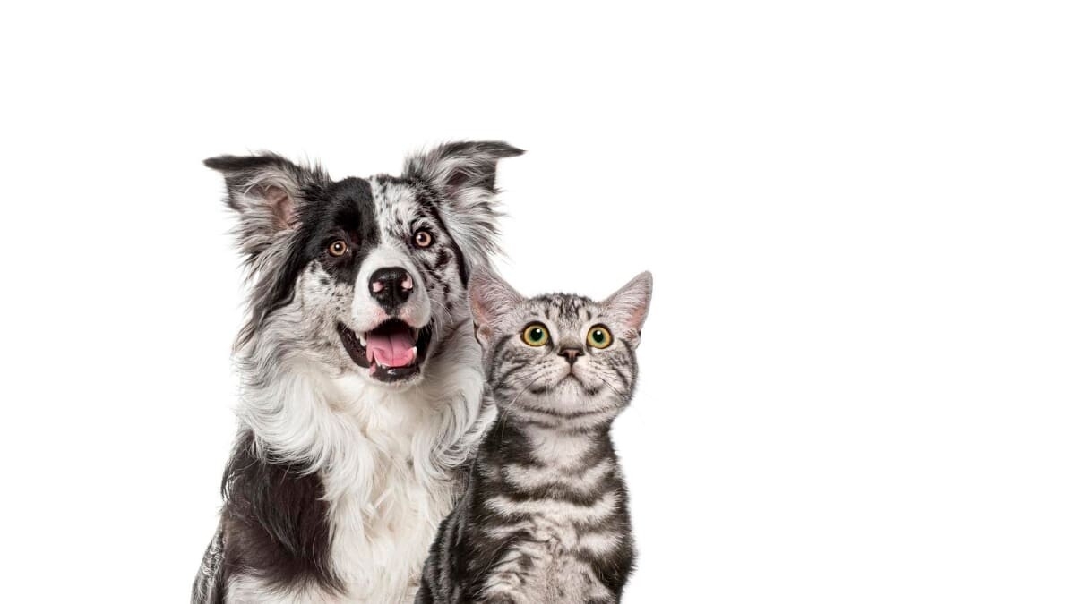 Glukozamin ve Kondroitin Sülfatın Kedi-Köpek Sağlığında Etkileri