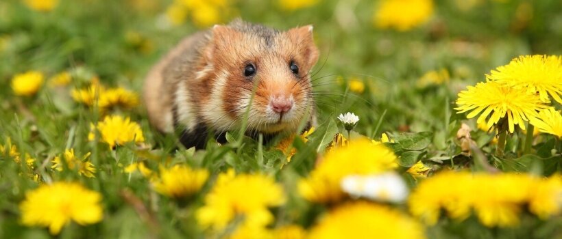 Hamster Nasıl Bakılır? Dikkat Edilmesi Gerekenler Nelerdir?