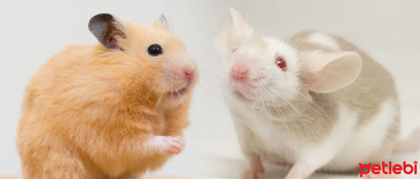 Hamster Fare mi? Hamster ve Fare Arasındaki Farklar Nelerdir?
