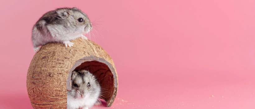 Hamsterlar Meyve Yiyebilir mi?