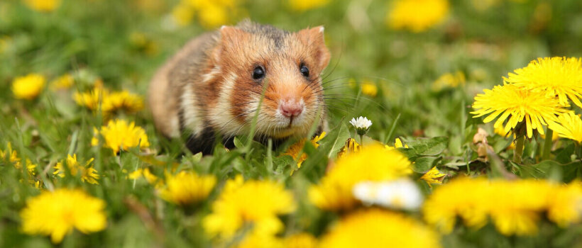 Hamsterlarda İshal Nedenleri ve Tedavisi