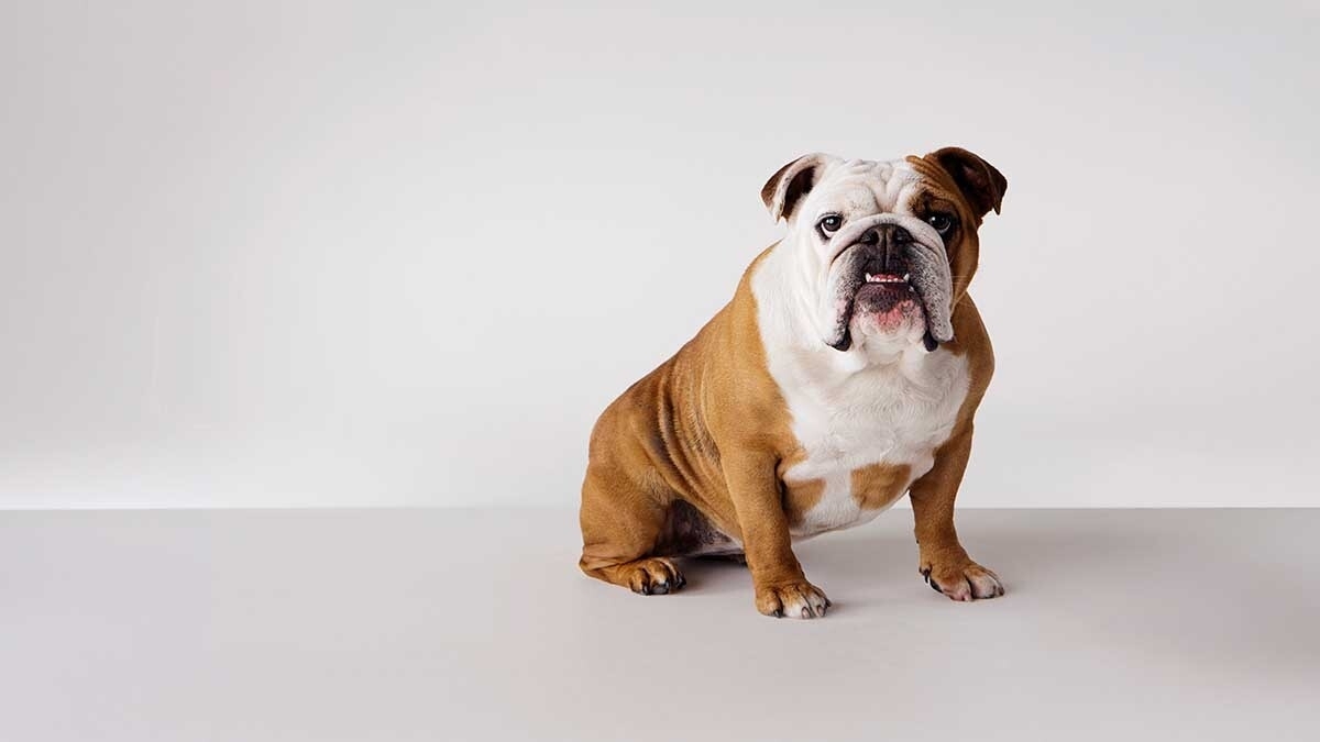 İngiliz Bulldog Köpeği Özellikleri, Bakımı ve Karakteri