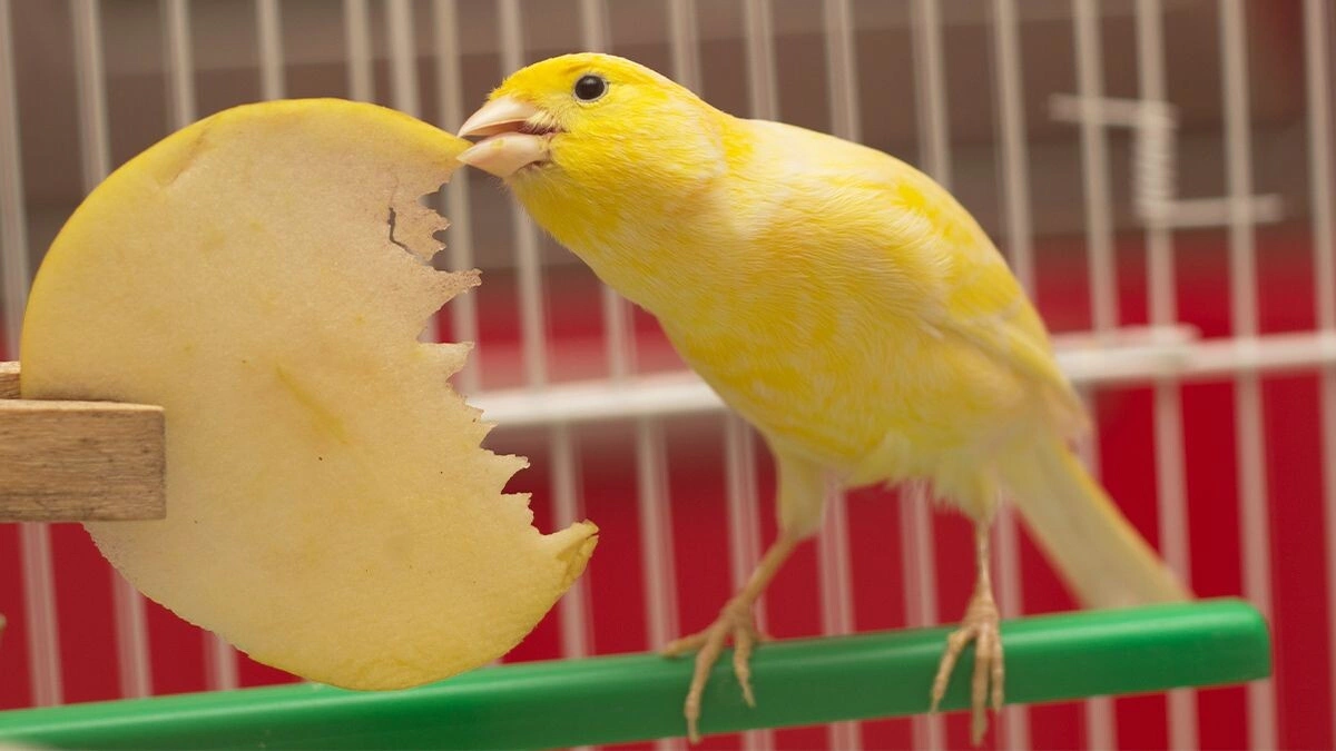 Kanarya Özellikleri, Bakımı ve Beslenmesi