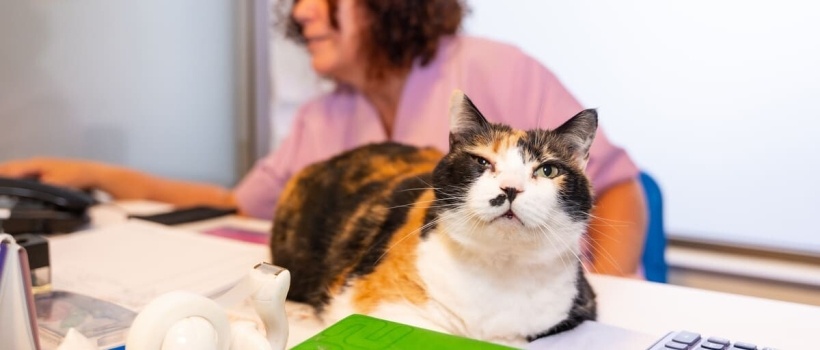 Kedi Kimliği: Evcil Dostunuz İçin Zorunlu Kimliklendirme Rehberi (2025 Güncel Bilgilerle)