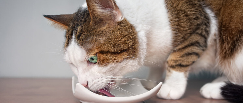 Kedi Mamalarında Balık Etinin Faydaları