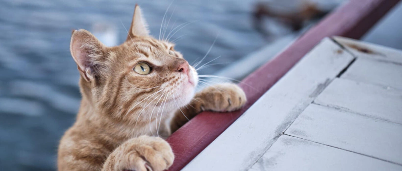 Kedi Tırmığı Hastalığı (Bartonelloz): Nedenleri, Belirtileri ve Tedavisi