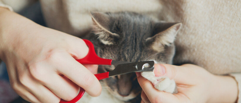 Kedi Tırnağı Nasıl Kesilir?