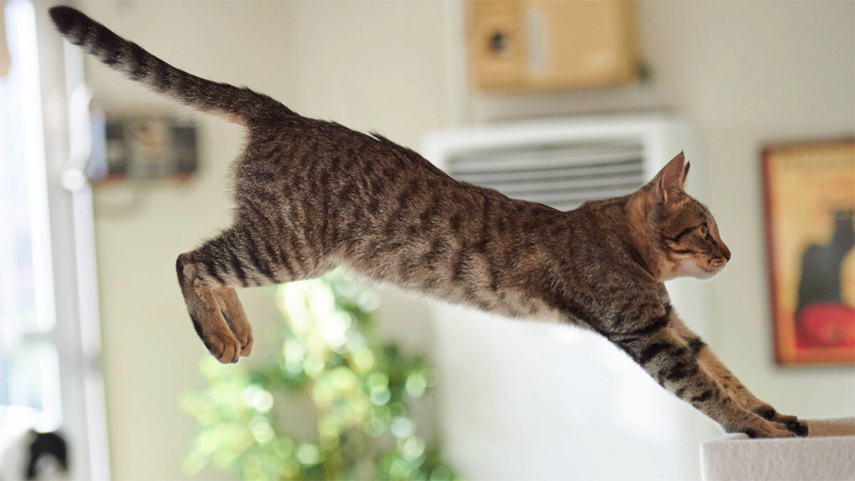 Kedi ve Köpeklerde Glukozamin Kullanımı ve Eklem Sağlığını Destekleme Yöntemleri